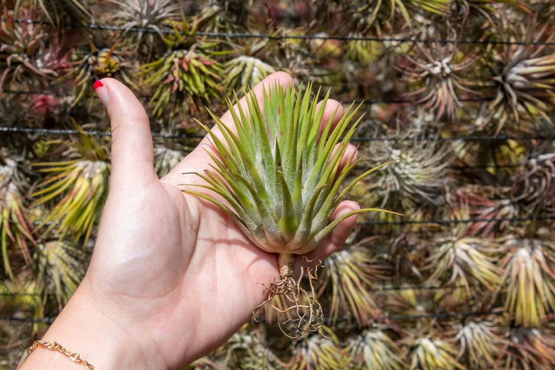 hand holding a jumbo tillandsia ionantha guatemala air plant