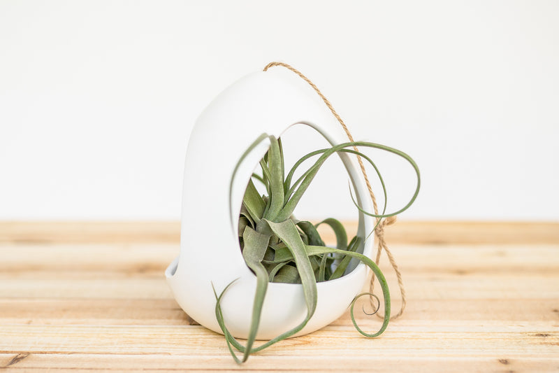 large white ceramic hanging pod with tillandsia streptophylla air plant
