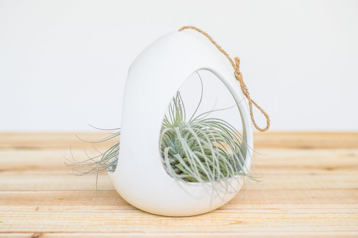 large white ceramic hanging pod with tillandsia tectorum ecuador air plant
