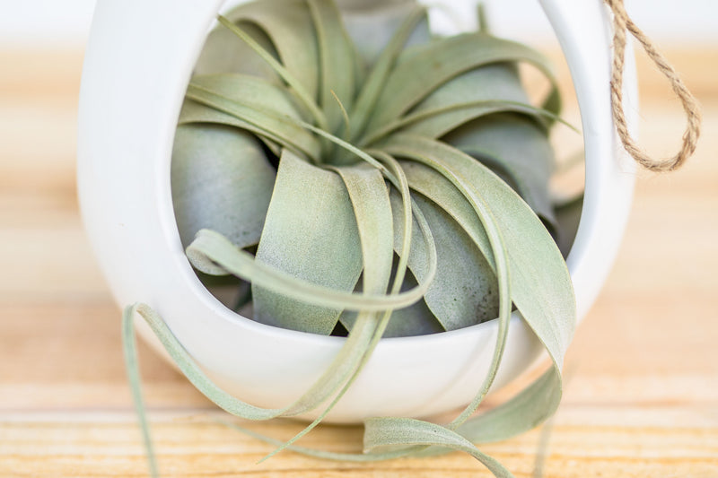 close up of large white ceramic hanging pod with tillandsia xerographica air plant