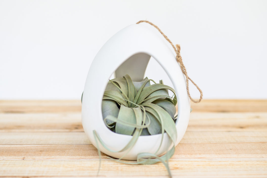 ceramic hanging plant Large White Ceramic Hanging Pod for Tillandsia Air Plants – Air Plant Shop