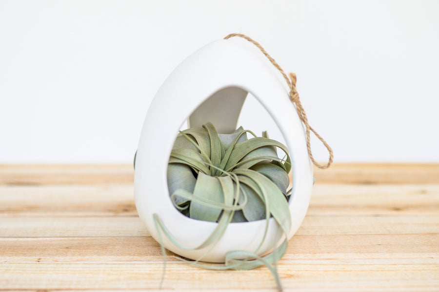 xerographica air plant holder Large White Ceramic Hanging Pod with Tillandsia Xerographica