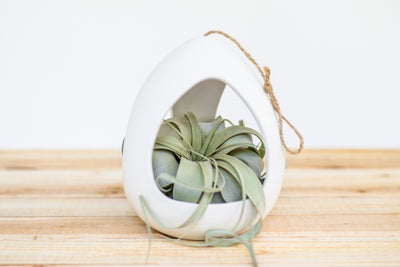 large white ceramic hanging pod with tillandsia xerographica air plant