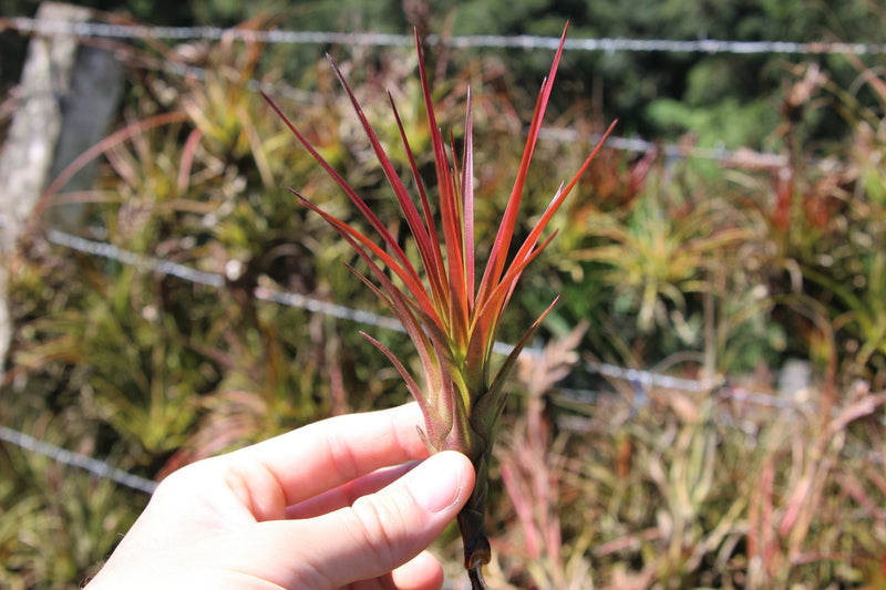 hand holding a blushing tillandsia melanocrater air plant