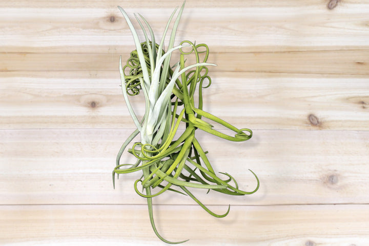 duratii air plant Unique Tillandsia Duratii - Thick, Curly Leaves