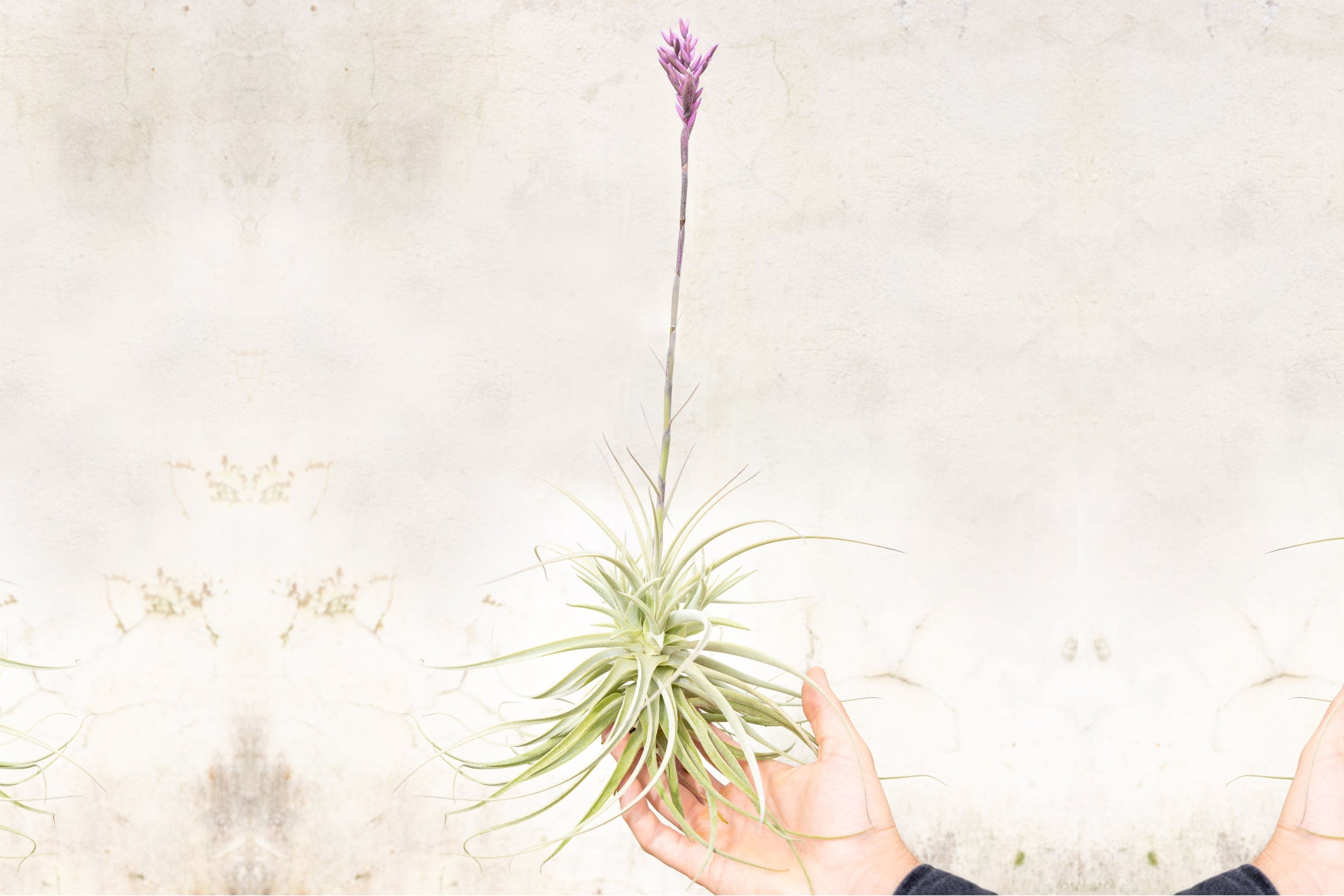 ブロメリア・エアープランツ Tillandsia fragrans from Ecuagenera Tillandsia fragrans — Ecuagenera Orquídeas del Ecuador