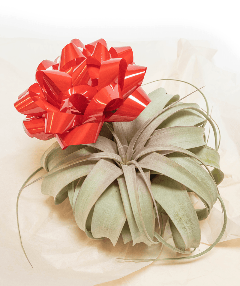 tillandsia xerographica air plant with bow