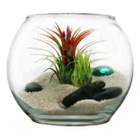 bubble bowl terrarium with white sand, sea life and tillandsia ionantha air plants