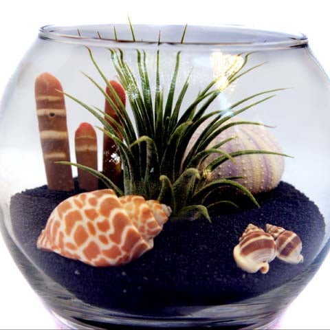 can you put air plants in a terrarium Sea life Terrarium with Tillandsia Air Plant