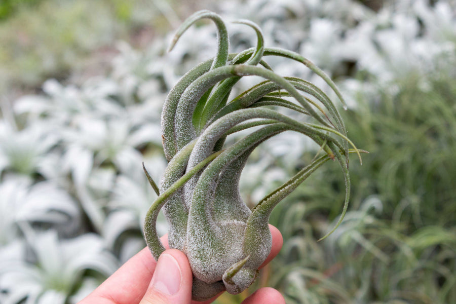 tillandsia seleriana air plant