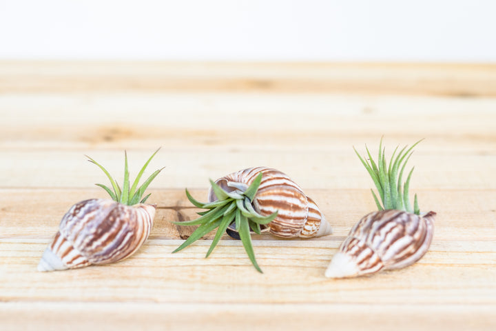 seashell  magnets with tillandsia ionantha fuego air plants