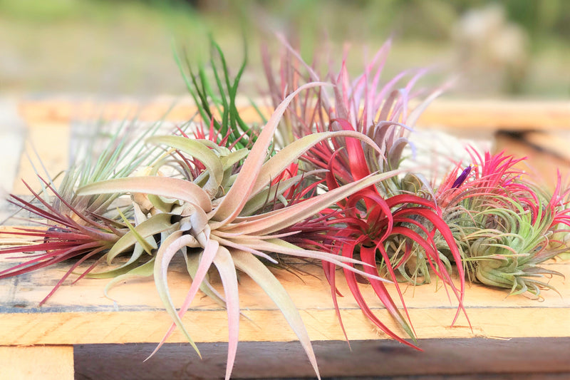 assorted blushing and blooming tillandsia air plants