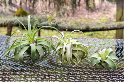 small, medium and large tillandsia streptophylla air plants