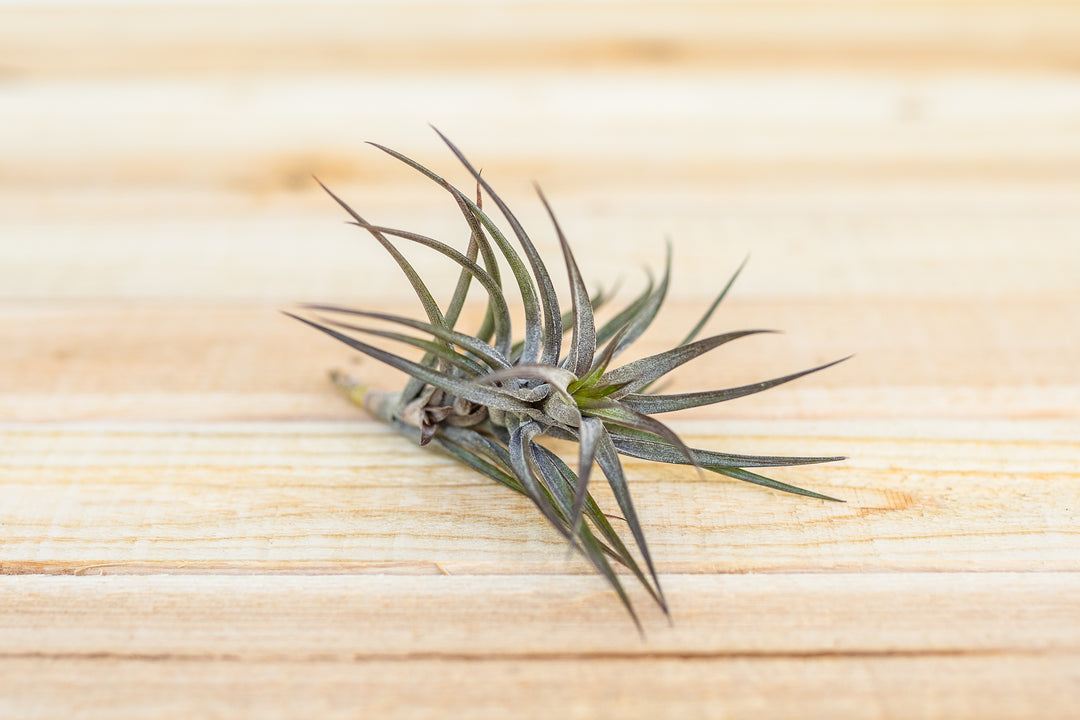 tillandsia jonesii air plant