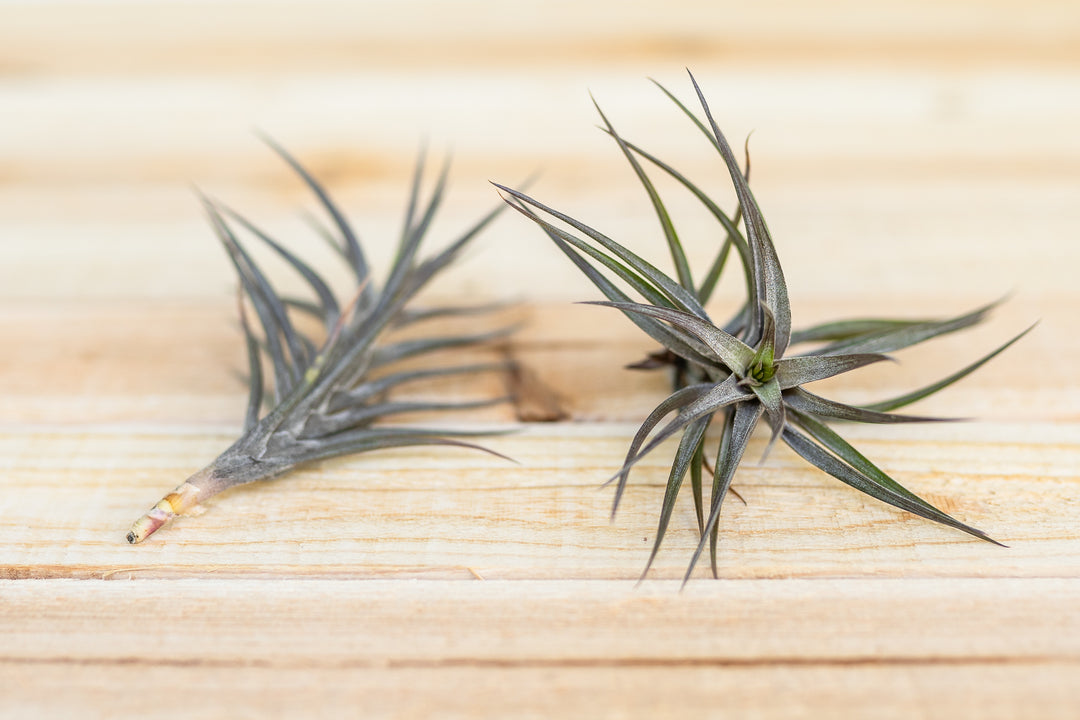air plant with purple tips Purple Tillandsia Jonesii Singles and Clumps