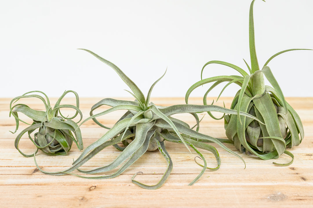 small, medium and large tillandsia streptophylla air plants