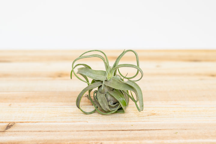 Small Tillandsia Streptophylla Air Plant