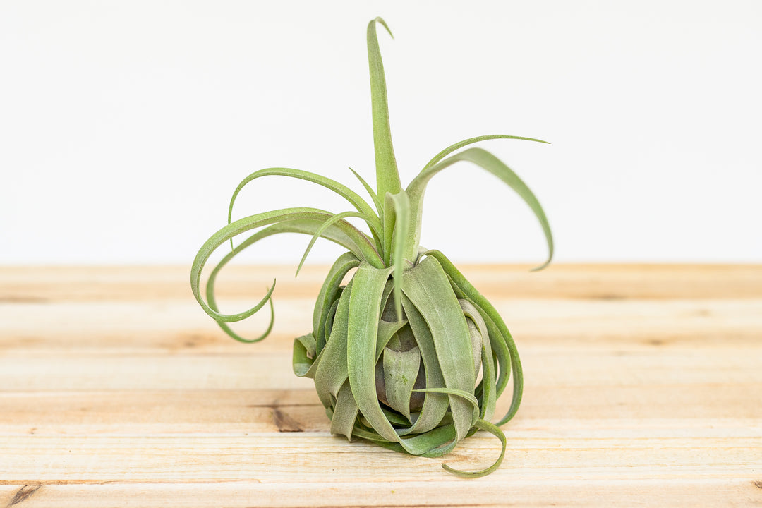 curly tillandsia streptophylla air plant