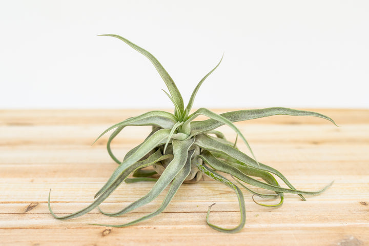 small open tillandsia streptophylla air plant