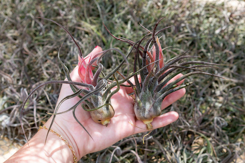 hundreds of purple blushing tillandsia pruinosa air plant with beautiful pink and purple bloom