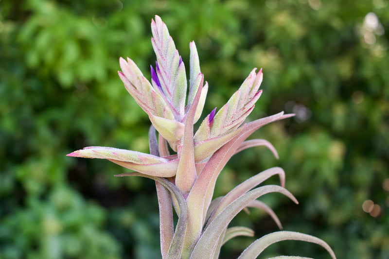 close up of bloom on a tillandsia seleriana air plant