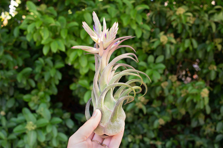 blushing and blooming tillandsia seleriana air plant