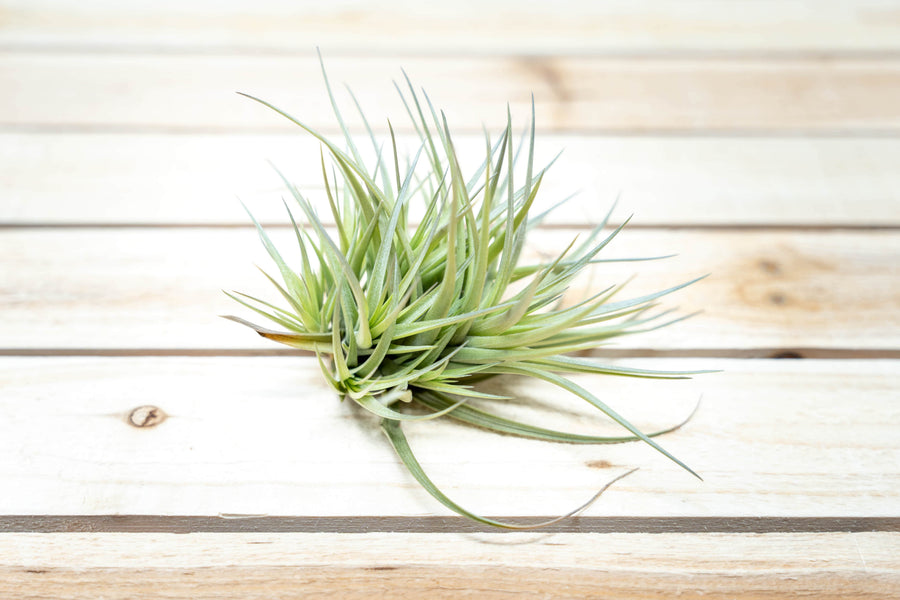 air plant clump Tillandsia Tenuifolia Air Plants, 5 Pack