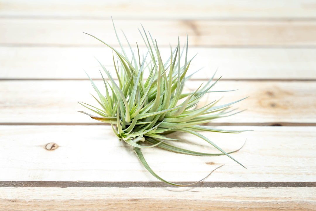 Tillandsia Tenuifolia Air Plant Clump