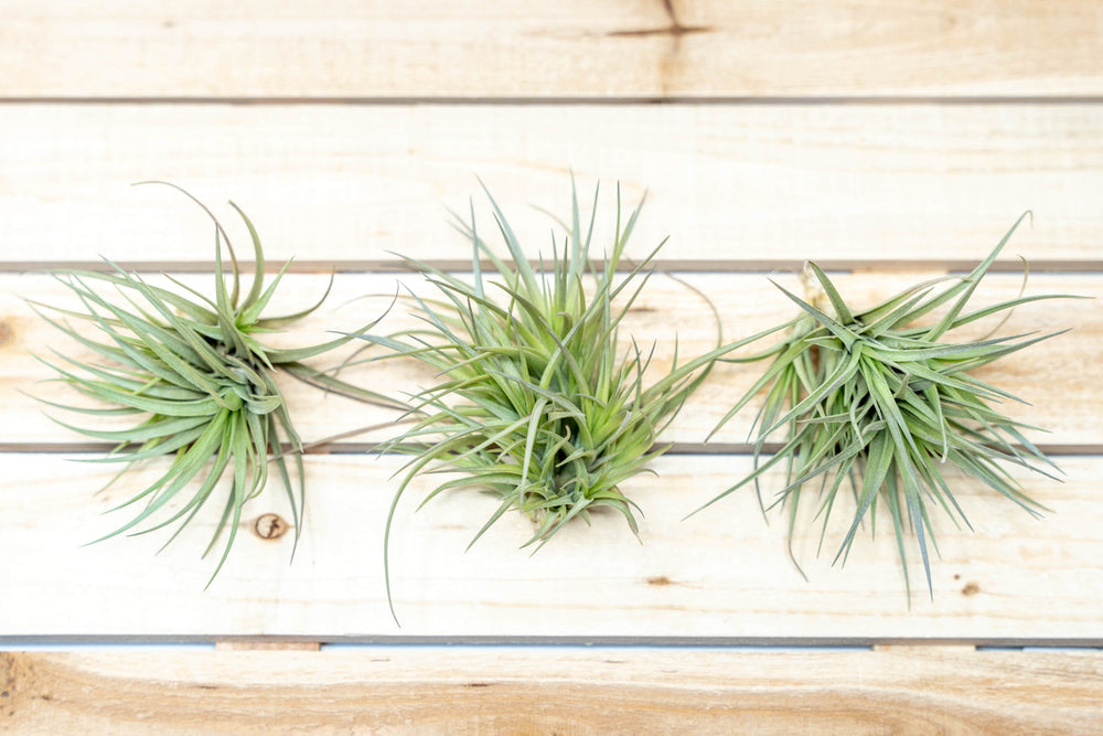 three tillandsia tenuifolia air plant clumps