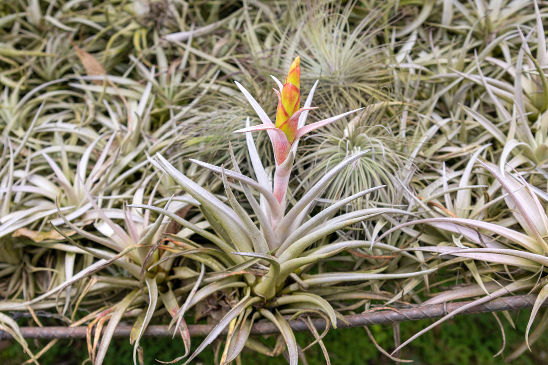 blooming tillandsia harrisii air plant