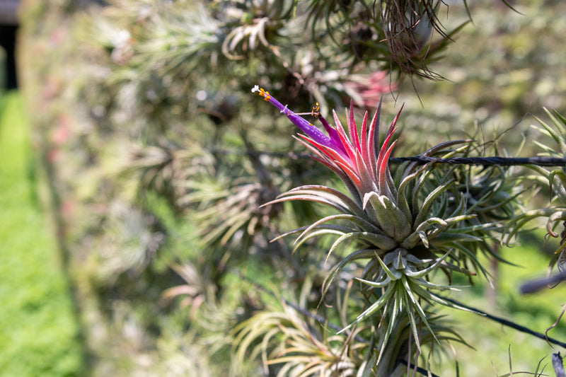 a blooming tillandsia ionantha rubra air plant hanging on a wire at the farm