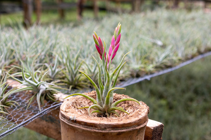 blooming tillandsia caput medusae air plant