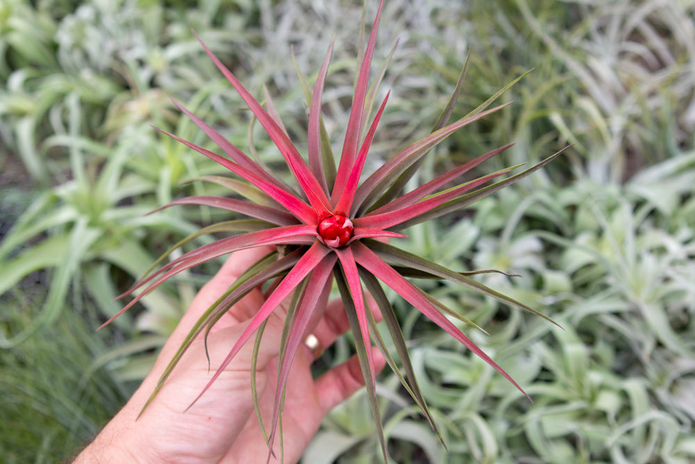 blushing and blooming tillandsia abdita air plant