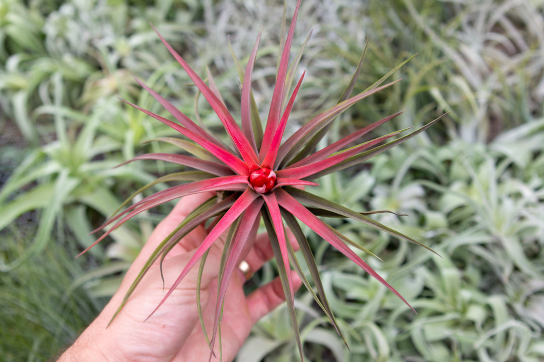 blushing and blooming tillandsia abdita air plant