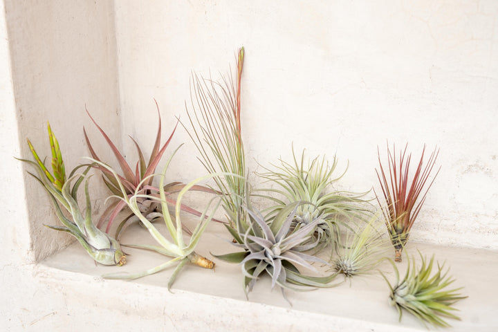 Assortment of Premium Tillandsia Air Plants