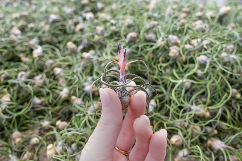 hand holding a blooming tillandsia bulbosa guatemala air plant in front of hundreds of bulbosa guatemala air plants on a shelf at the farm