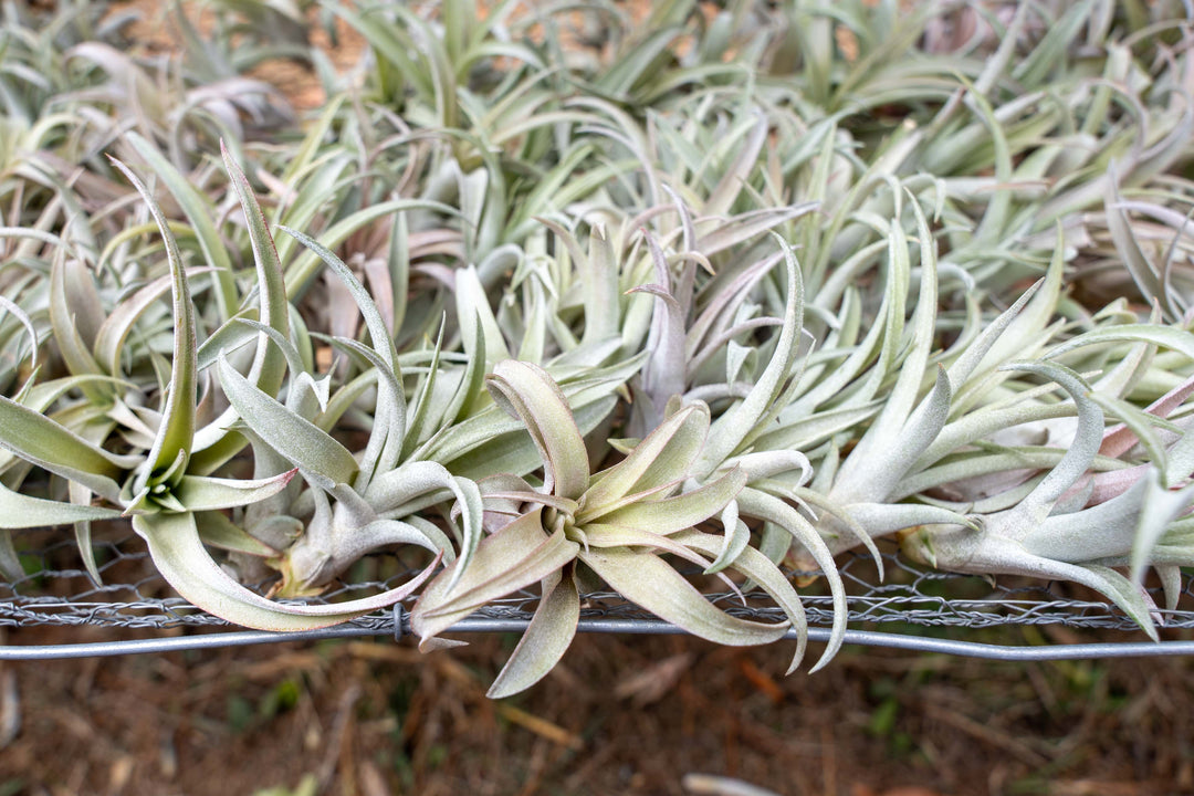 hundreds of tillandsia capitata peach air plants on a shelf at the farm