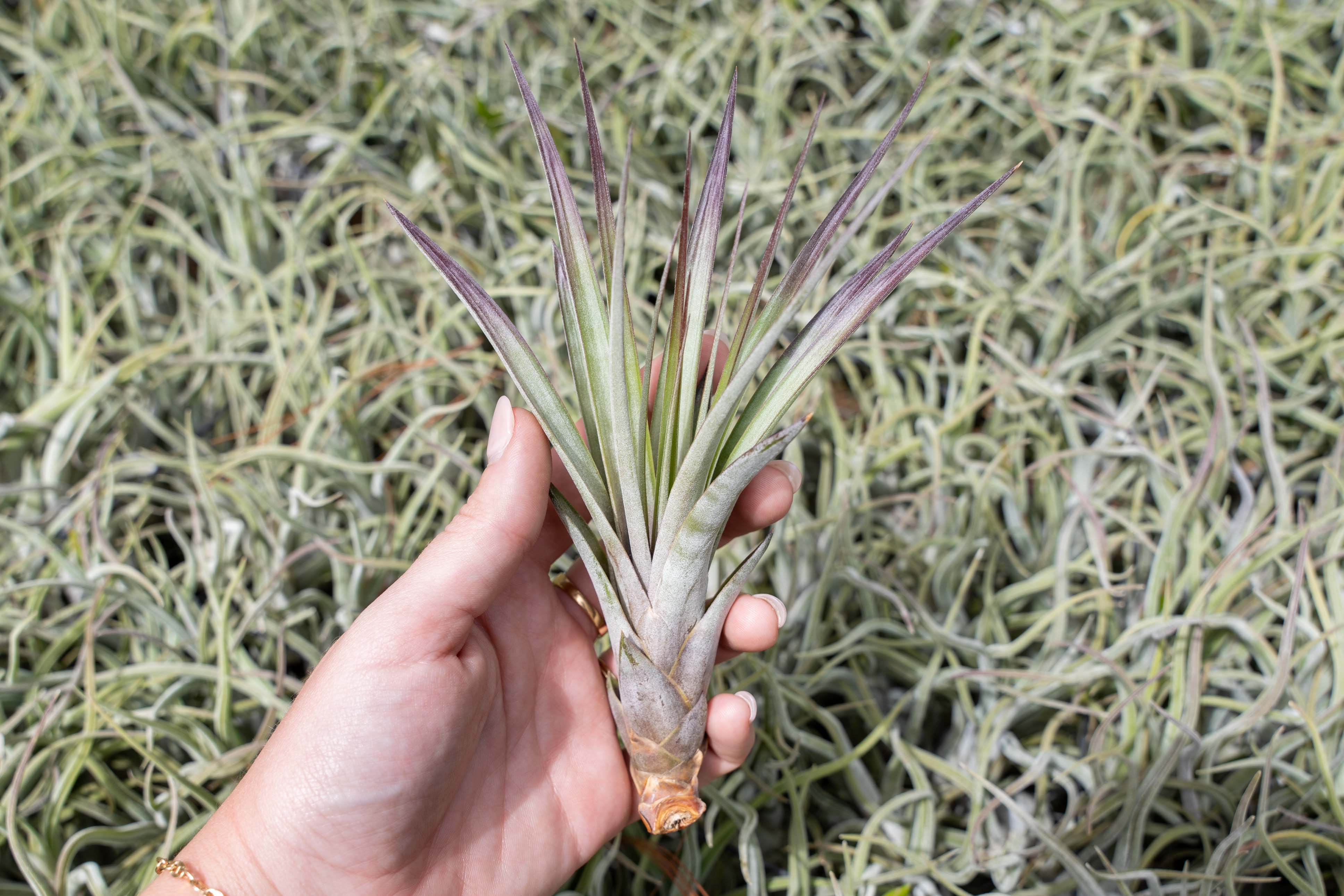 Tillandsia Fasciculata Tricolor Air Plants – Air Plant Shop