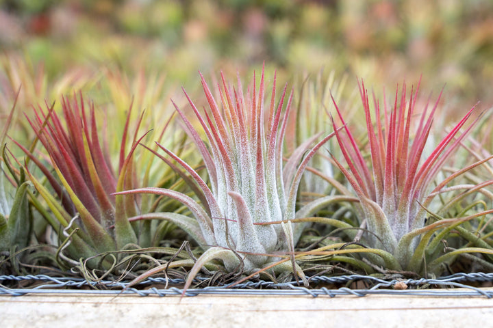 hundreds of blushing large tillandsia ionantha guatemala air plants on a shelf at the farm