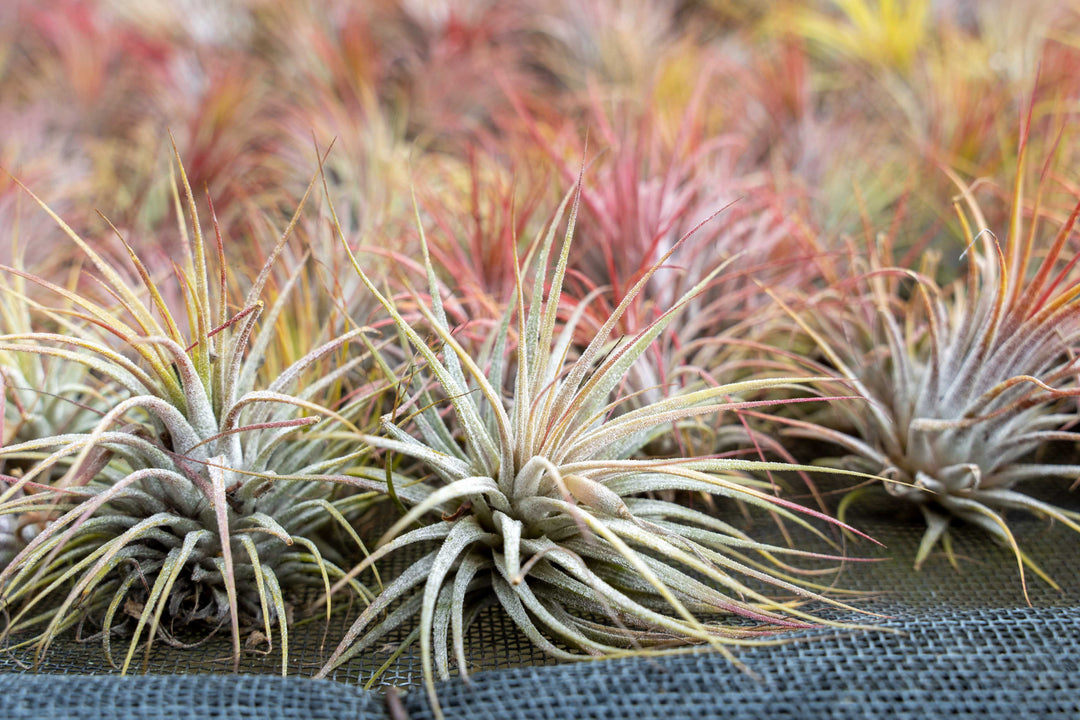 hundreds of blushing tillandsia ionantha guatemala air plants on a shelf at the farm