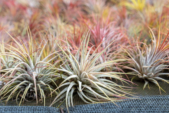 hundreds of blushing tillandsia ionantha guatemala air plants on a shelf at the farm