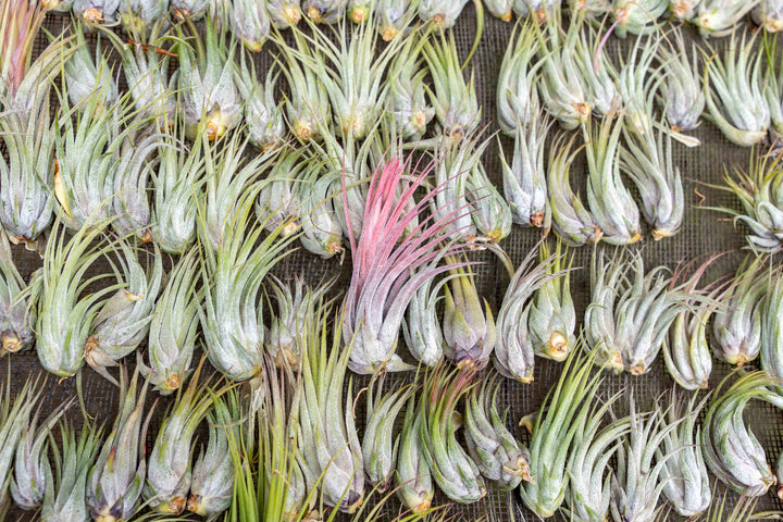 kolbii air plant Tillandsia Ionantha Scaposa Air Plants – Air Plant Shop