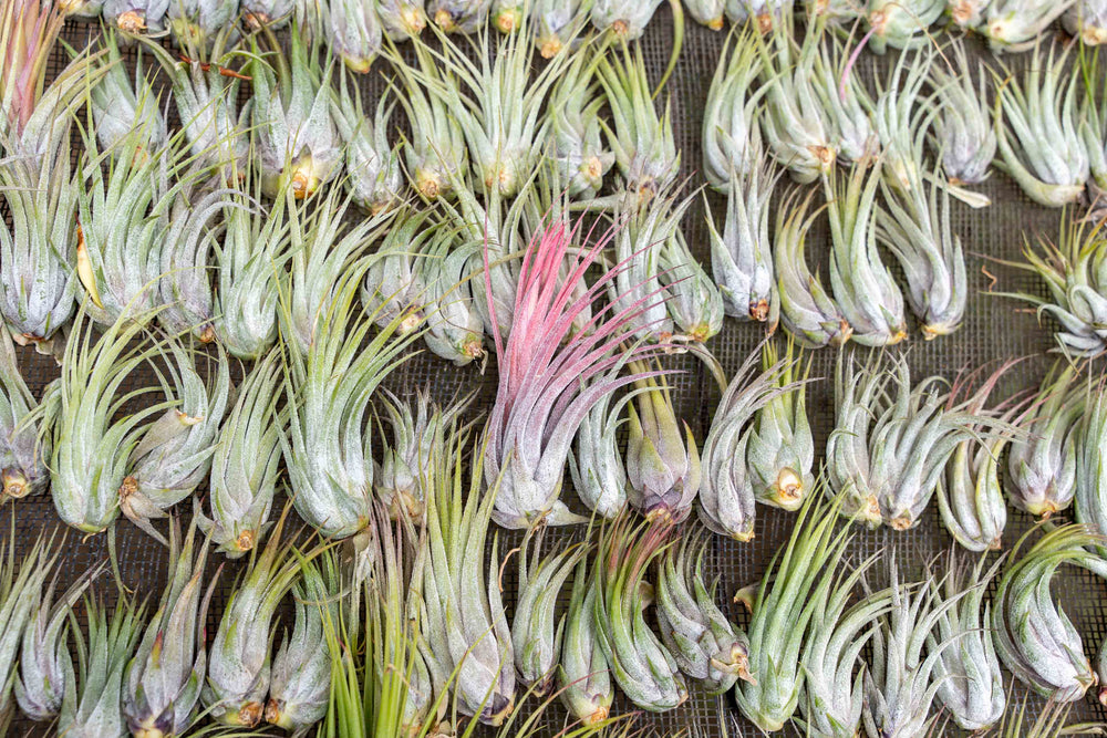 hundreds of tillandsia ionantha scaposa air plants on a shelf at the farm