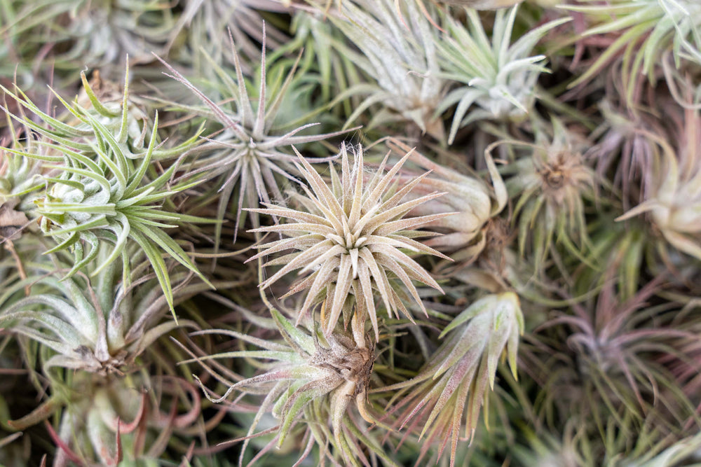 hundreds of tillandsia ionantha rubra air plants on a shelf at the farm