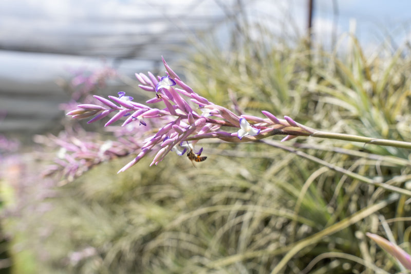 blooms of a tillandsia purpurea air plant being pollinated by bees at the farm