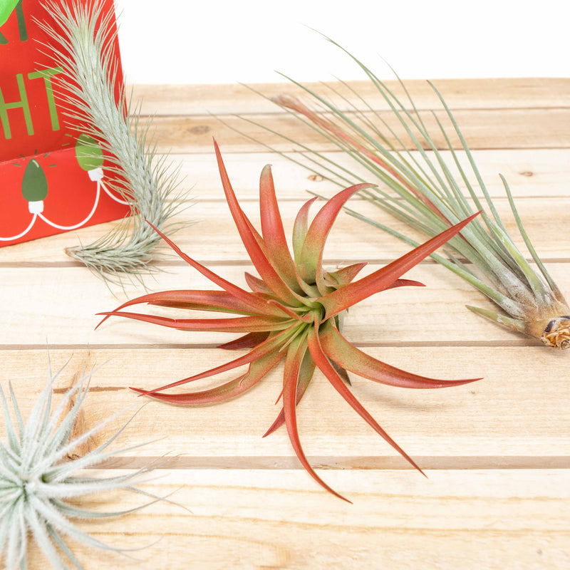 holiday gift bag and assorted tillandsia air plants