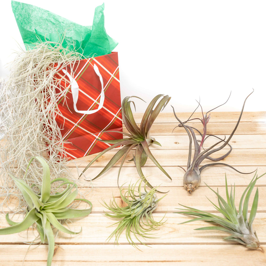 holiday gift bag and assorted tillandsia air plants