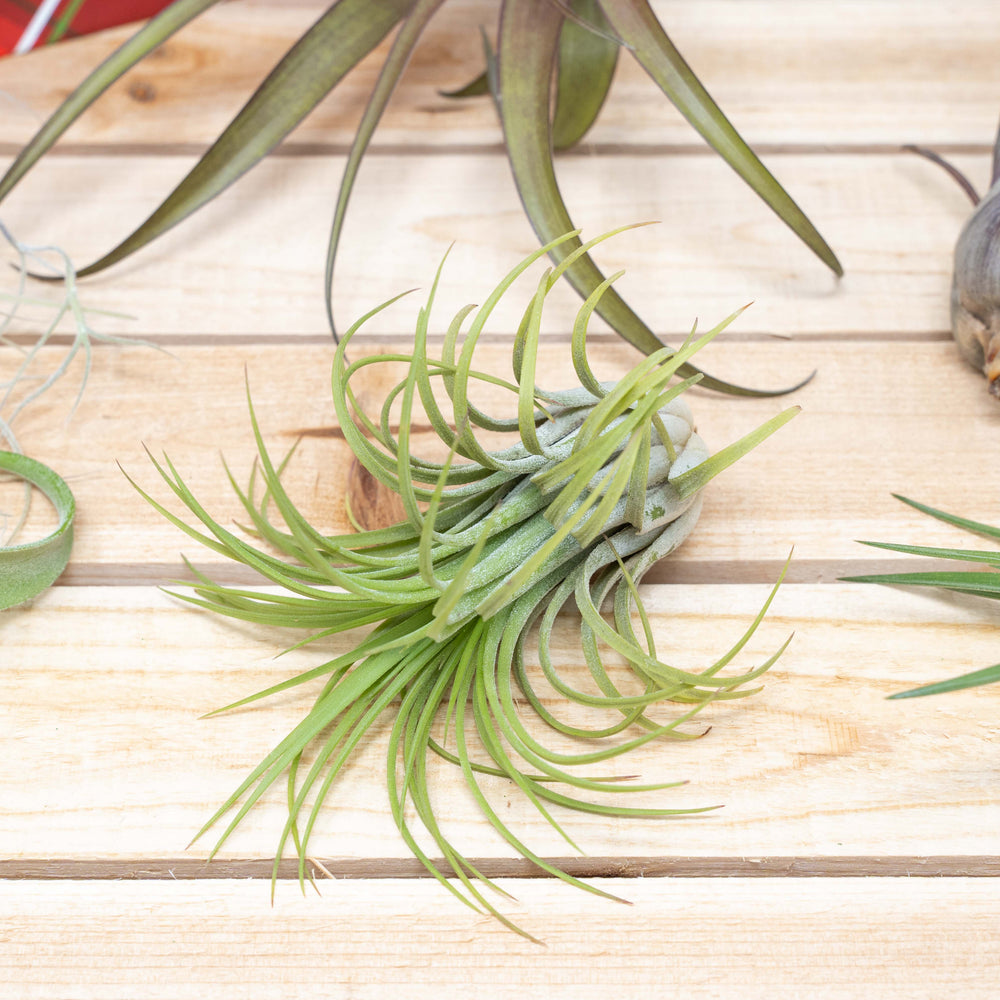 tillandsia ionantha rubra air plant