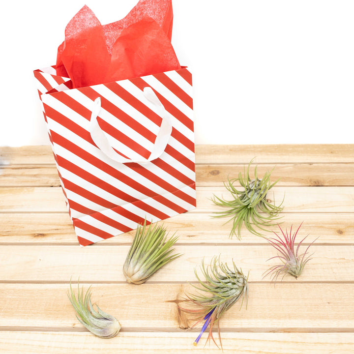 Holiday gift bag with 5 assorted tillandsia ionantha air plants