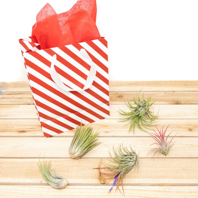 Holiday gift bag with 5 assorted tillandsia ionantha air plants